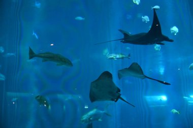 Su Altında Okyanus, Mercan Resifi ve Balıklar