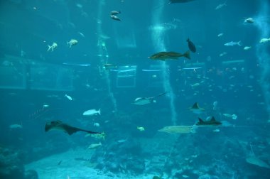 Su Altında Okyanus, Mercan Resifi ve Balıklar