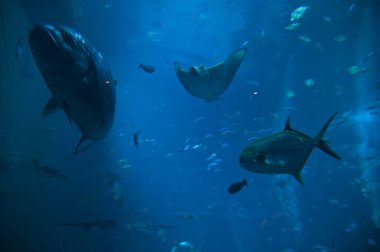 Su Altında Okyanus, Mercan Resifi ve Balıklar