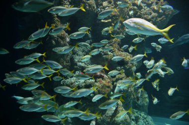 Su Altında Okyanus, Mercan Resifi ve Balıklar