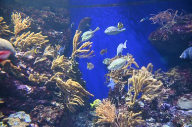 Su Altında Okyanus, Mercan Resifi ve Balıklar