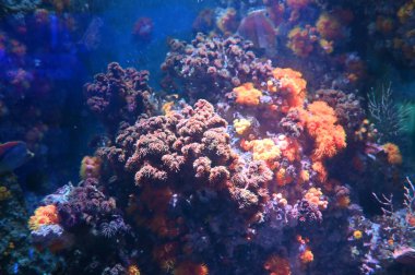 Su Altında Okyanus, Mercan Resifi ve Balıklar