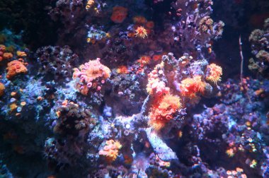 Su Altında Okyanus, Mercan Resifi ve Balıklar