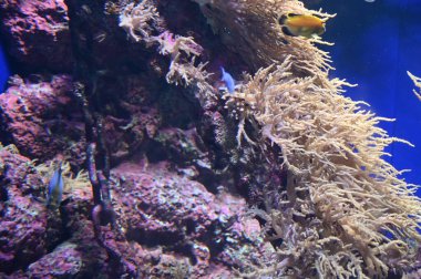 Su Altında Okyanus, Mercan Resifi ve Balıklar