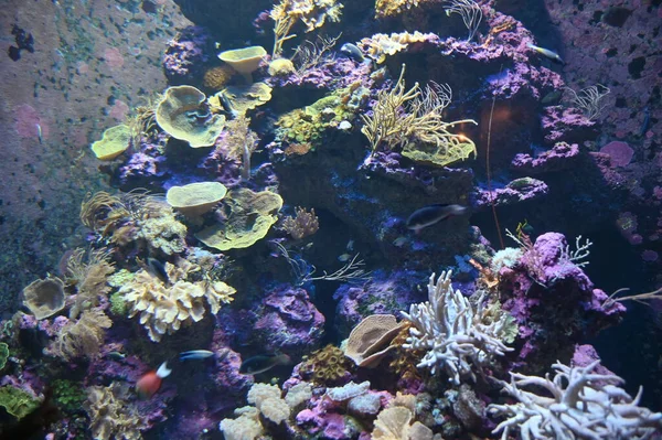 Onder Water Uitzicht Oceaan Koraalrif Vissen — Stockfoto