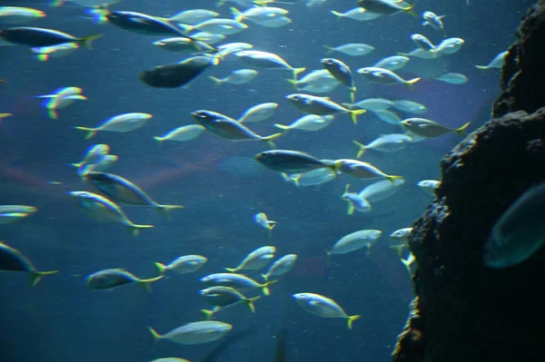 Unter Wasser Blick Auf Ozean Korallenriff Und Fische — Stockfoto
