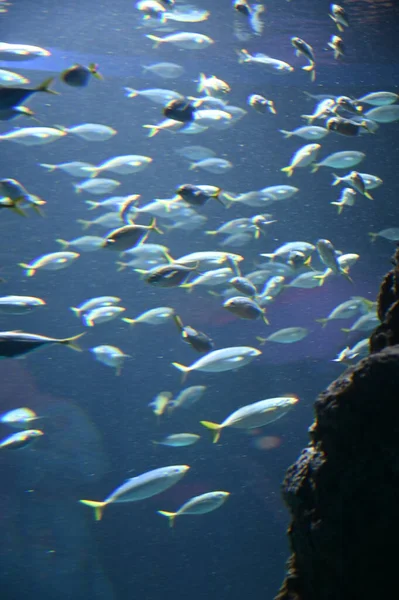 Water View Ocean Coral Reef Fishes — Stock Photo, Image