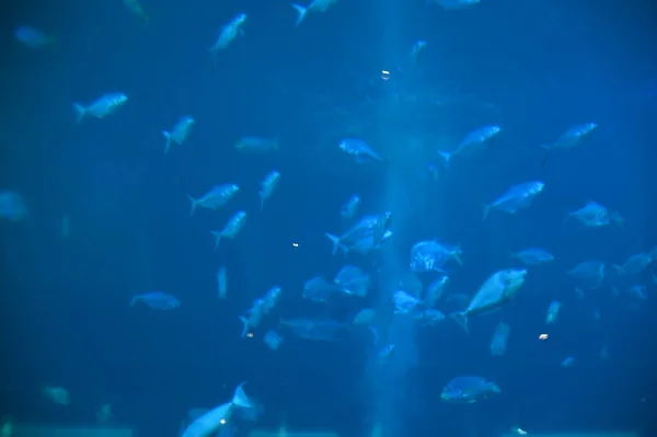 Water View Ocean Coral Reef Fishes — ストック写真
