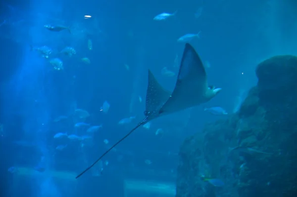 Water View Ocean Coral Reef Fishes — Foto de Stock