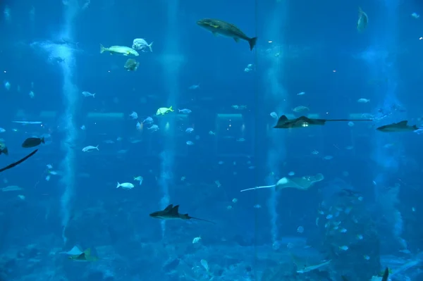 Unter Wasser Blick Auf Ozean Korallenriff Und Fische — Stockfoto