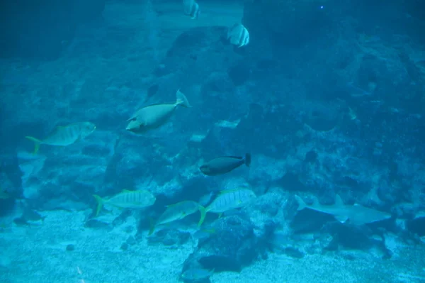 Sob Vista Aquática Oceano Recife Coral Peixes — Fotografia de Stock