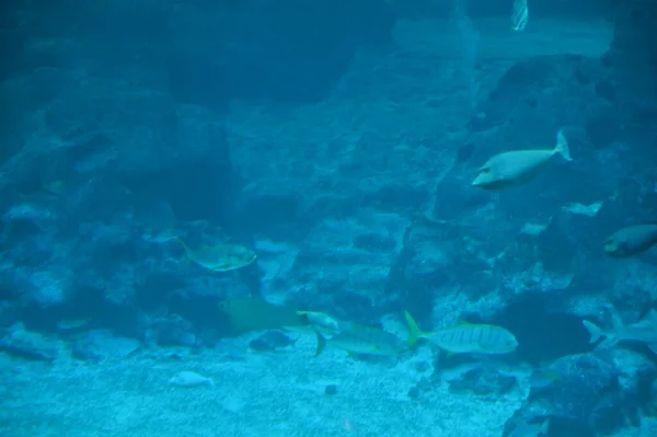 Water View Ocean Coral Reef Fishes — Stockfoto