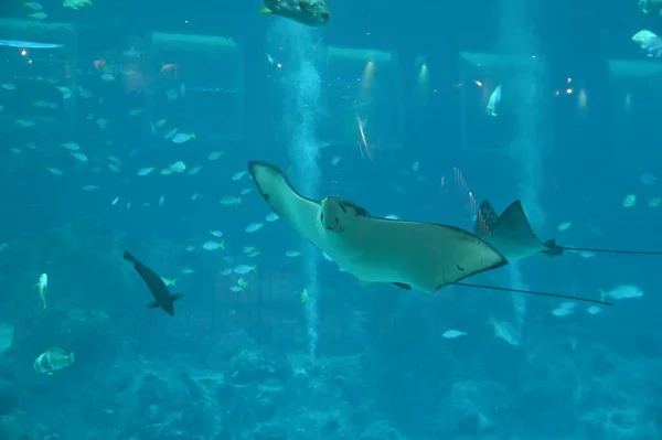 Water View Ocean Coral Reef Fishes — Foto de Stock