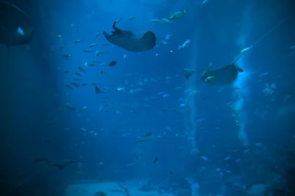 Water View Ocean Coral Reef Fishes — Fotografia de Stock