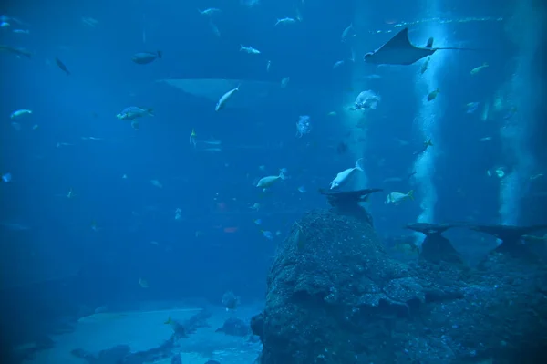 Water View Ocean Coral Reef Fishes — ストック写真