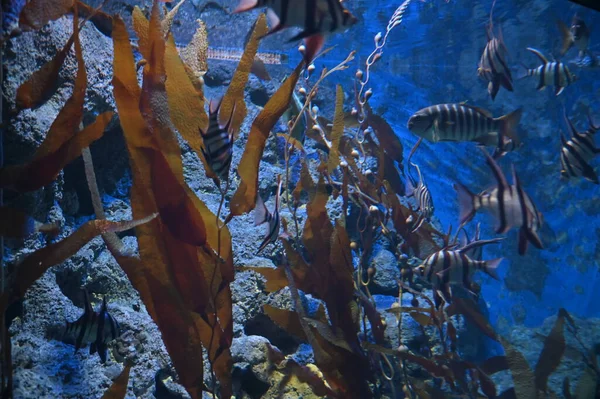 Water View Ocean Coral Reef Fishes —  Fotos de Stock