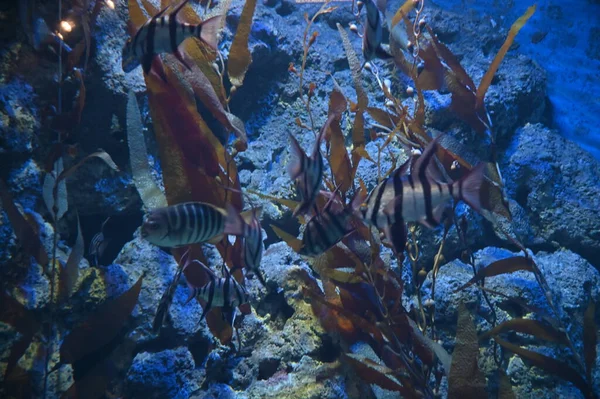 Sob Vista Aquática Oceano Recife Coral Peixes — Fotografia de Stock