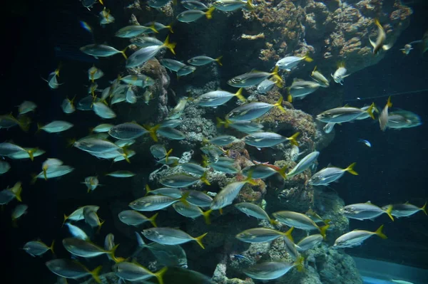Sob Vista Aquática Oceano Recife Coral Peixes — Fotografia de Stock