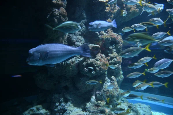 Sob Vista Aquática Oceano Recife Coral Peixes — Fotografia de Stock