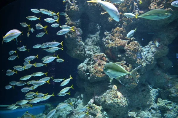 Water View Ocean Coral Reef Fishes — 图库照片