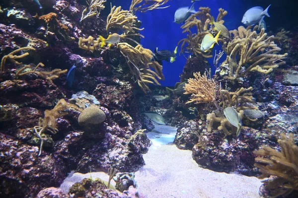 Water View Ocean Coral Reef Fishes — стоковое фото