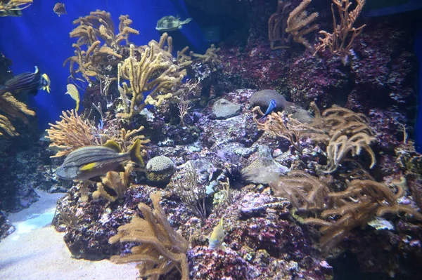 Pod Vodou Pohled Oceán Korálové Útesy Ryby — Stock fotografie