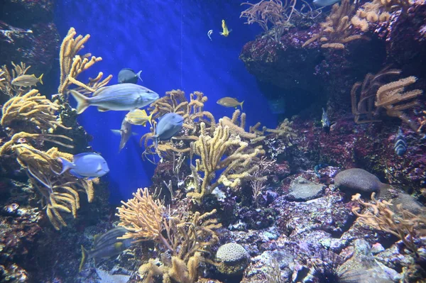 Під Водою Вид Океан Кораловий Риф Риби — стокове фото