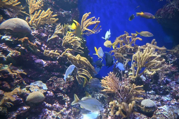 Su Altında Okyanus, Mercan Resifi ve Balıklar
