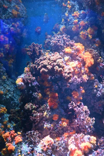 Water View Ocean Coral Reef Fishes — Foto de Stock