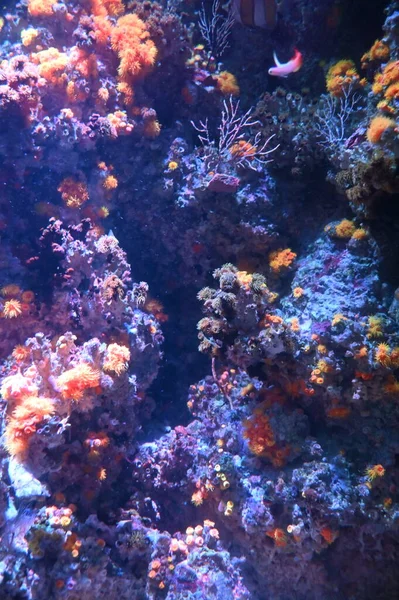 Altında Okyanus Mercan Resifi Balıklar — Stok fotoğraf