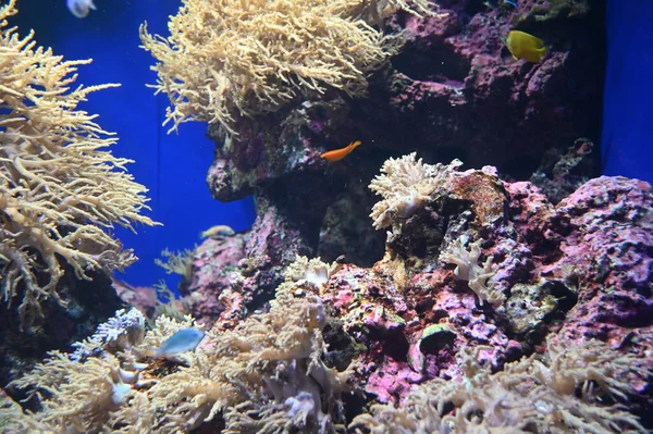 Water View Ocean Coral Reef Fishes — Stockfoto