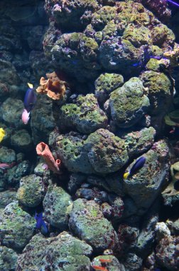 Su Altında Okyanus, Mercan Resifi ve Balıklar