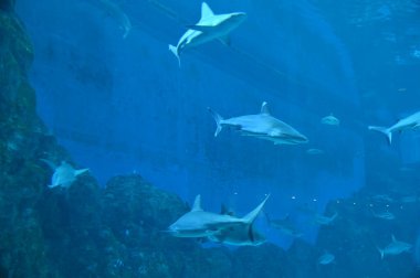 Su Altında Okyanus, Mercan Resifi ve Balıklar