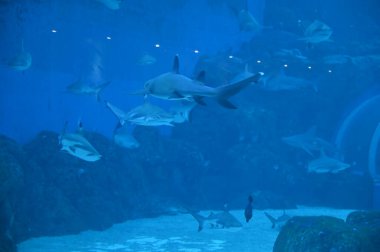 Under Water View of the Ocean, Coral Reef and Fishes