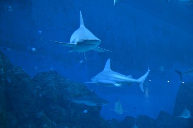 Su Altında Okyanus, Mercan Resifi ve Balıklar