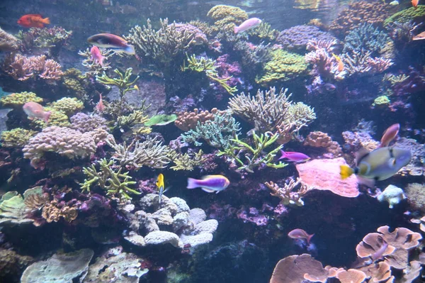 Onder Water Uitzicht Oceaan Koraalrif Vissen — Stockfoto