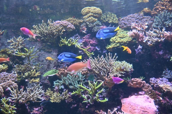 Water View Ocean Coral Reef Fishes — Photo