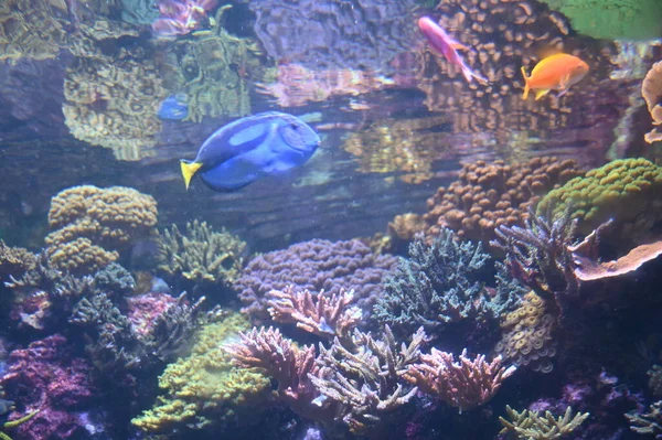Water View Ocean Coral Reef Fishes — Foto Stock