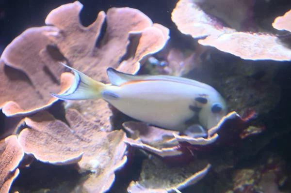 Unter Wasser Blick Auf Ozean Korallenriff Und Fische — Stockfoto