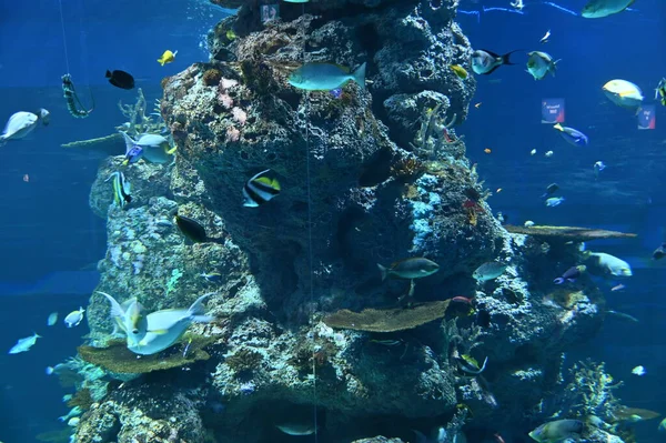 Water View Ocean Coral Reef Fishes — Φωτογραφία Αρχείου