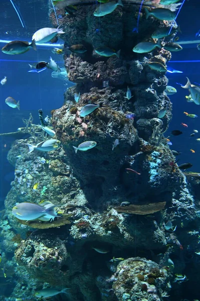 Water View Ocean Coral Reef Fishes — Fotografia de Stock