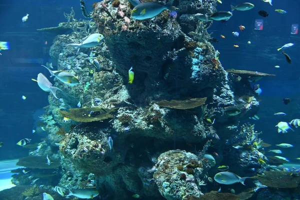 Water View Ocean Coral Reef Fishes — Zdjęcie stockowe