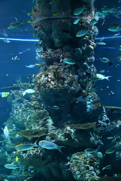 Water View Ocean Coral Reef Fishes — Fotografia de Stock