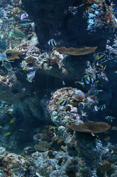 Water View Ocean Coral Reef Fishes — Foto de Stock