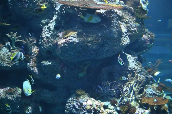Під Водою Вид Океан Кораловий Риф Риби — стокове фото