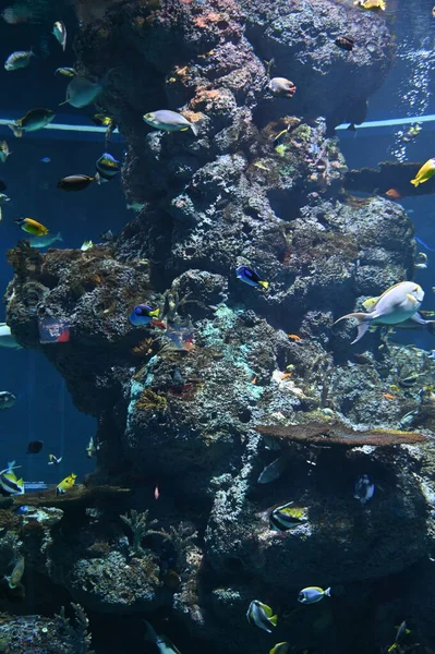 Onder Water Uitzicht Oceaan Koraalrif Vissen — Stockfoto