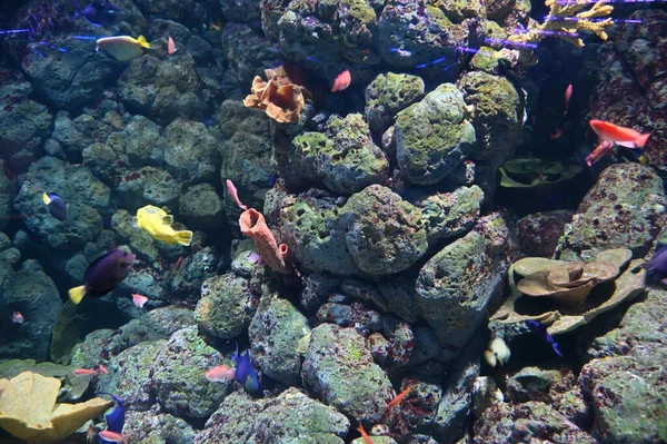 Water View Ocean Coral Reef Fishes — Stockfoto