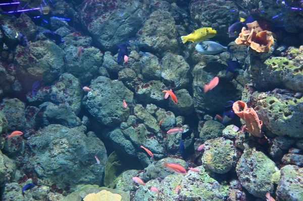 Water View Ocean Coral Reef Fishes — стоковое фото