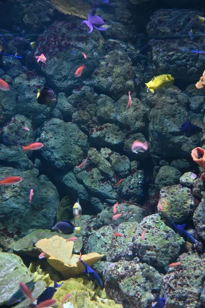 Water View Ocean Korallzátony Halak — Stock Fotó