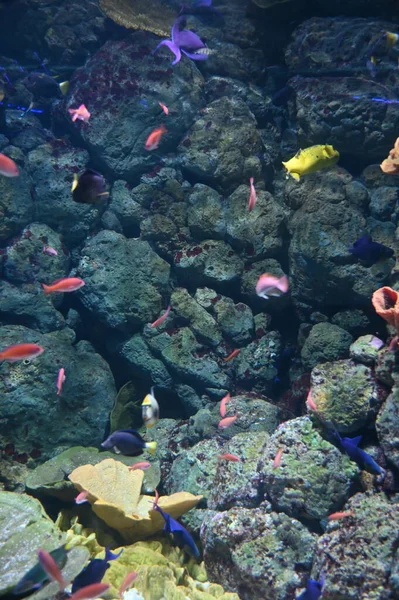 Water View Ocean Coral Reef Fishes — Fotografia de Stock